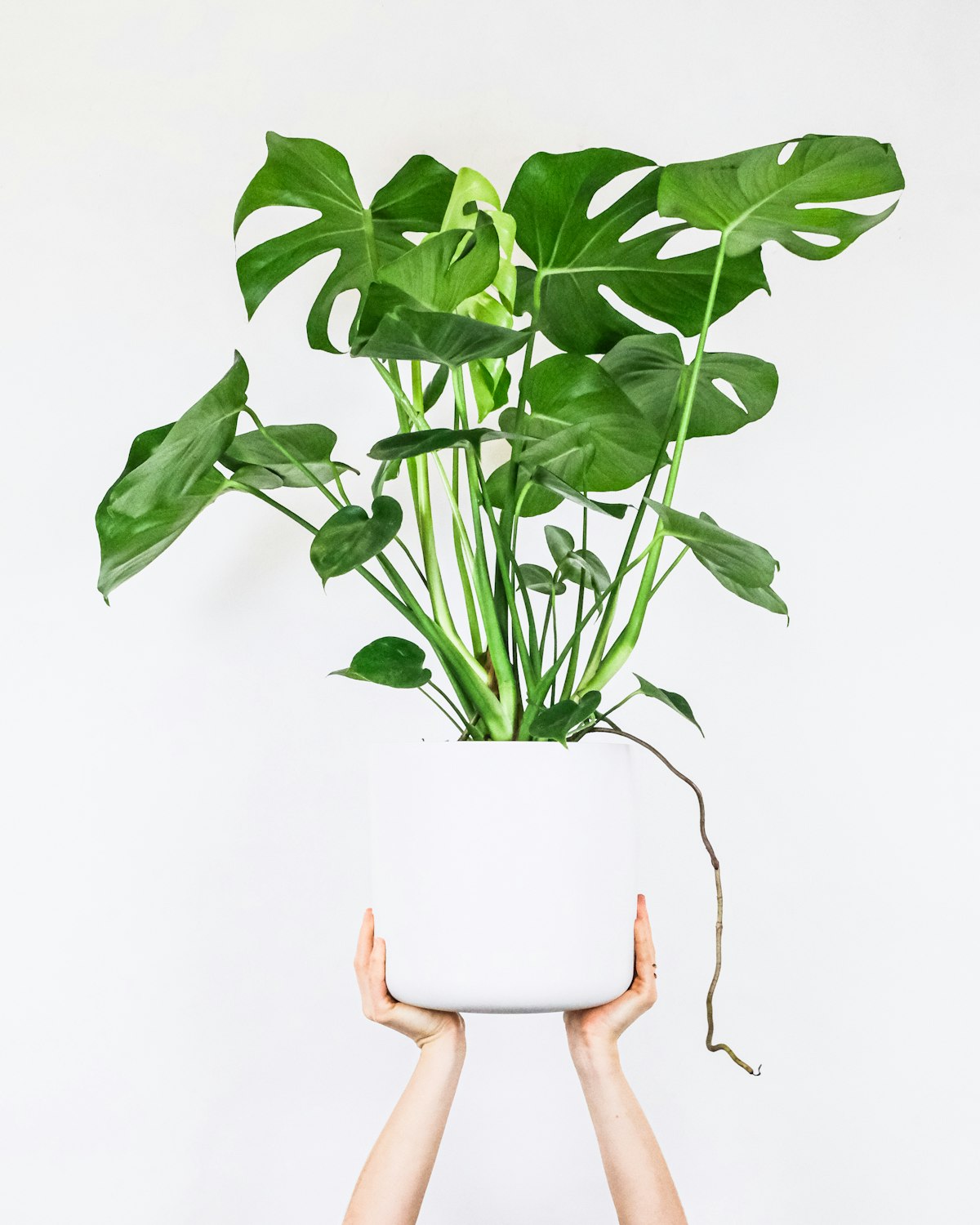 Calathea e Maranta: Segredos para Folhas Vivas sem Pontas Secas ou Enroladas