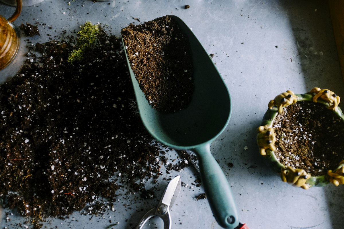 Como Eliminar Cochonilhas, Pulgões e Fungos das Plantas de Forma Natural e Segura